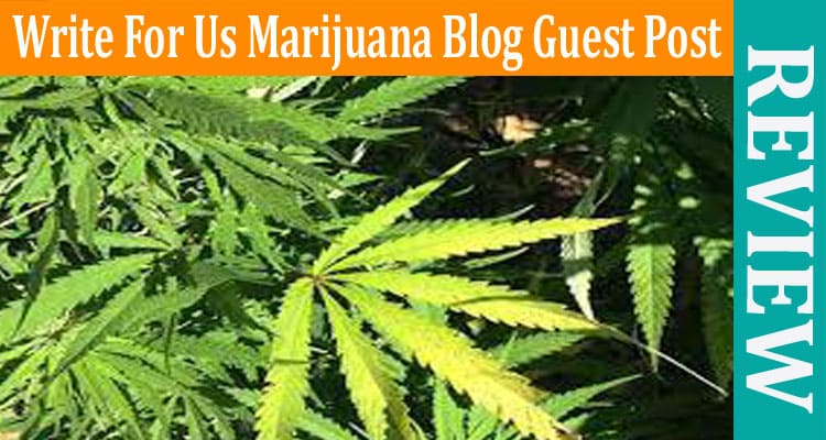 About General Information Write For Us Marijuana Blog Guest Post